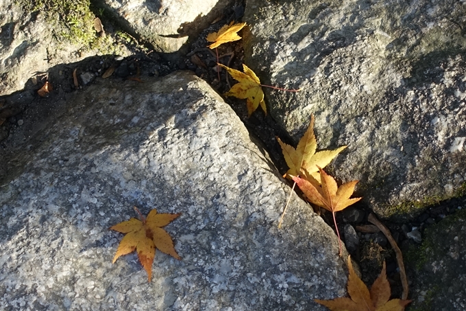 京都_紅葉情報_2019_13　赤山禅院　No40