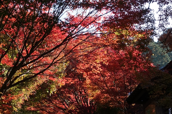 京都_紅葉情報_2019_14　曼殊院門跡　No3