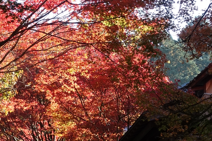 京都_紅葉情報_2019_14　曼殊院門跡　No4