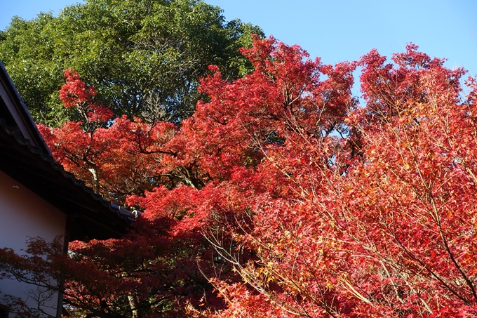 京都_紅葉情報_2019_14　曼殊院門跡　No5