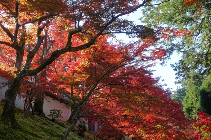 京都_紅葉情報_2019_14　曼殊院門跡　No6