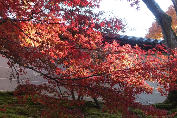 京都_紅葉情報_2019_14　曼殊院門跡　No8