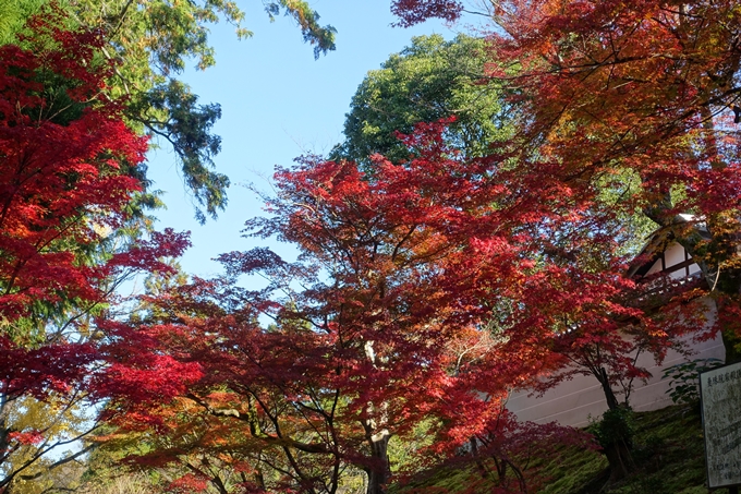 京都_紅葉情報_2019_14　曼殊院門跡　No11