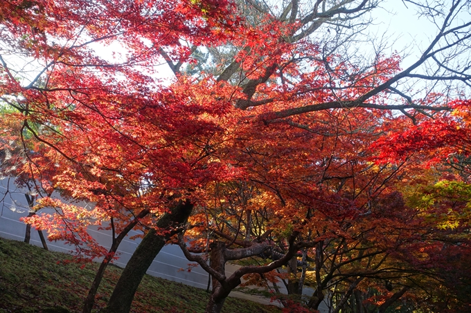 京都_紅葉情報_2019_14　曼殊院門跡　No12