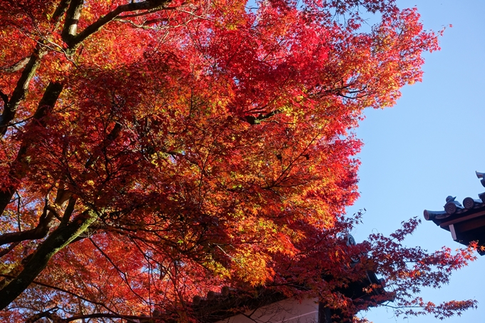 京都_紅葉情報_2019_14　曼殊院門跡　No14