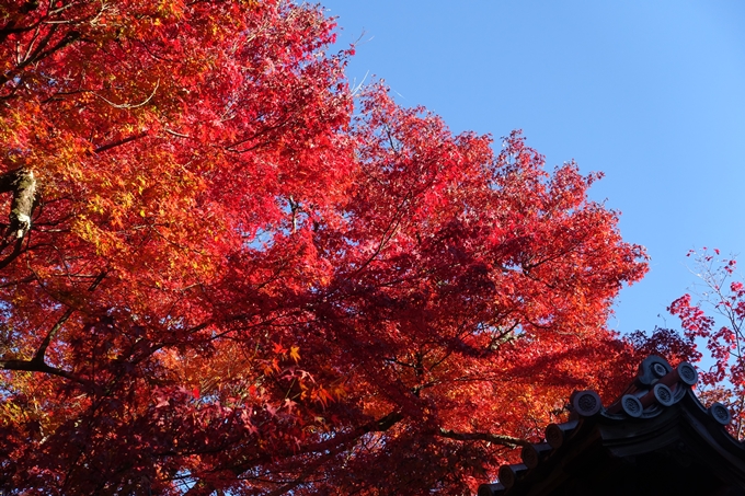 京都_紅葉情報_2019_14　曼殊院門跡　No15