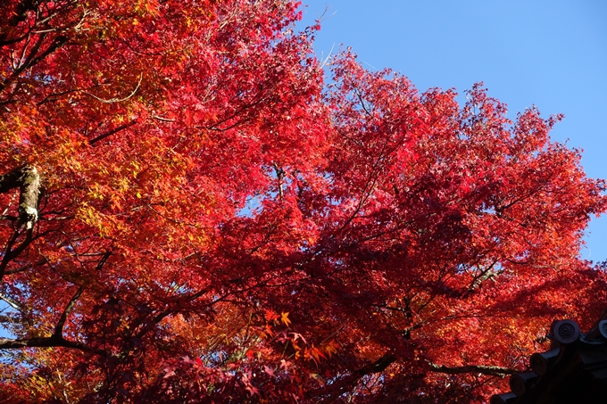 京都_紅葉情報_2019_14　曼殊院門跡　No17