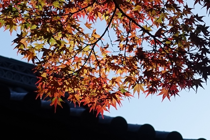 京都_紅葉情報_2019_14　曼殊院門跡　No18