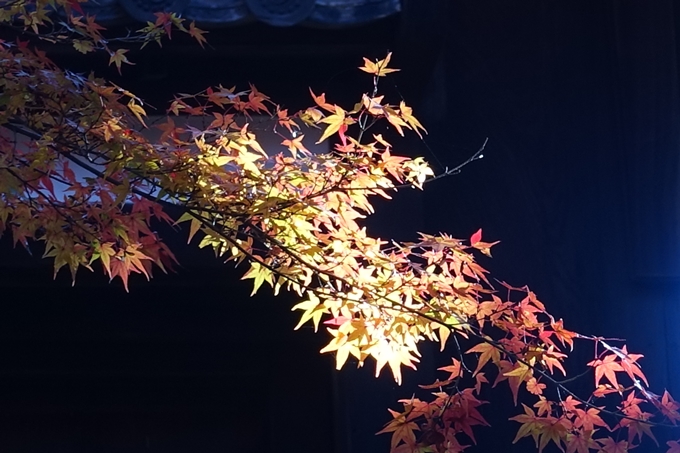 京都_紅葉情報_2019_14　曼殊院門跡　No19