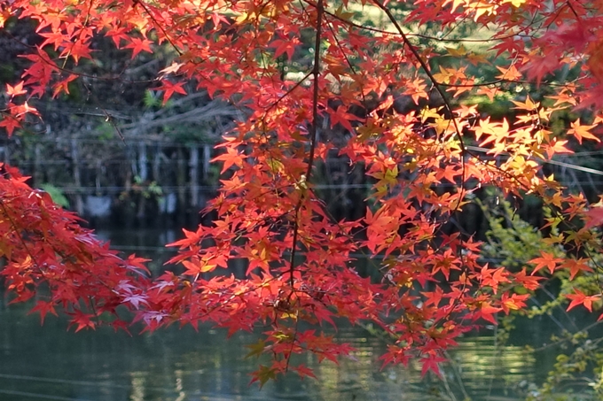 京都_紅葉情報_2019_14　曼殊院門跡　No20