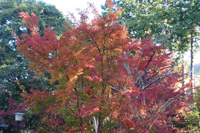 京都_紅葉情報_2019_14　曼殊院門跡　No21