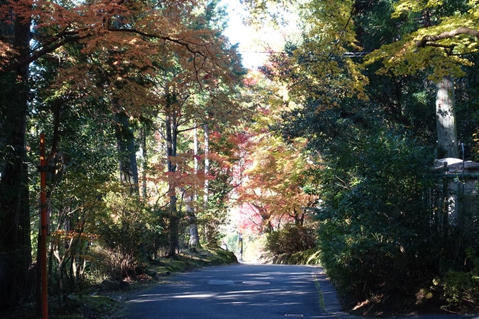 京都_紅葉情報_2019_14　曼殊院門跡　No24