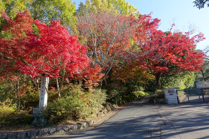 京都_紅葉情報_2019_14　曼殊院門跡　No25