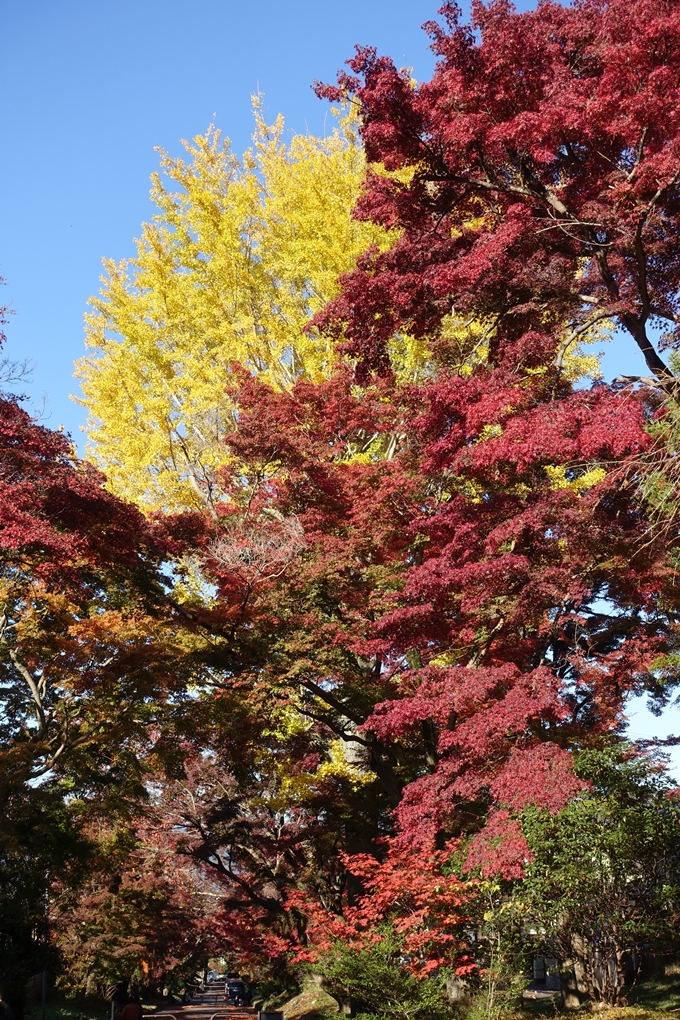 京都_紅葉情報_2019_14　曼殊院門跡　No27