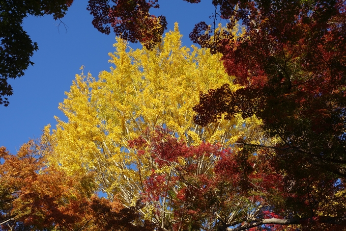 京都_紅葉情報_2019_14　曼殊院門跡　No28