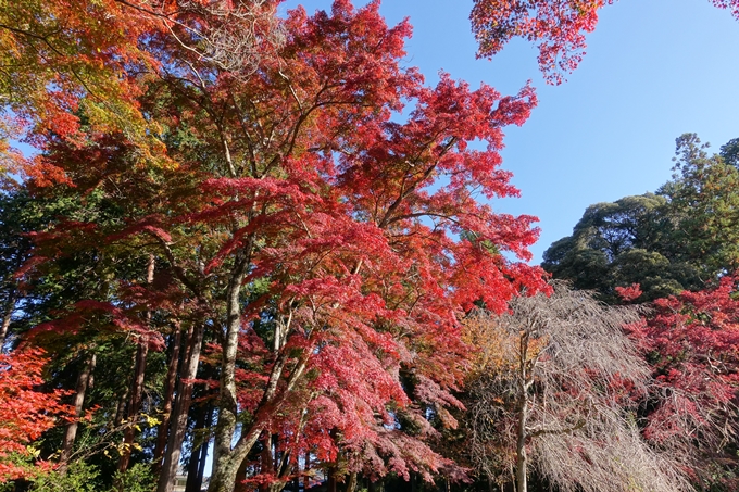 京都_紅葉情報_2019_14　曼殊院門跡　No29