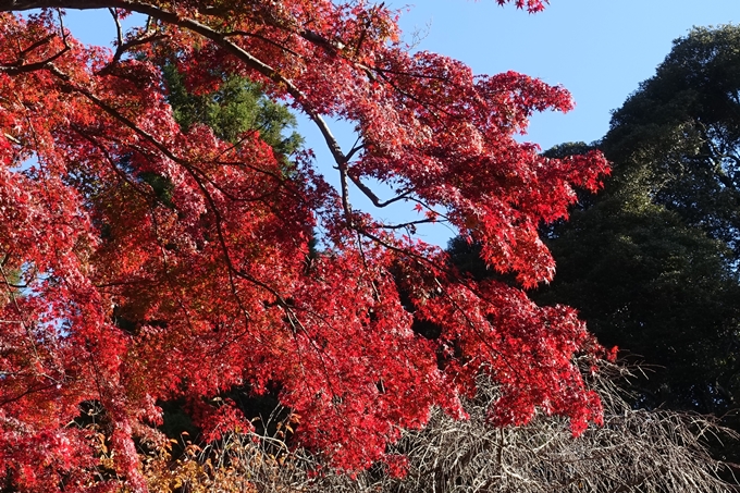 京都_紅葉情報_2019_14　曼殊院門跡　No30