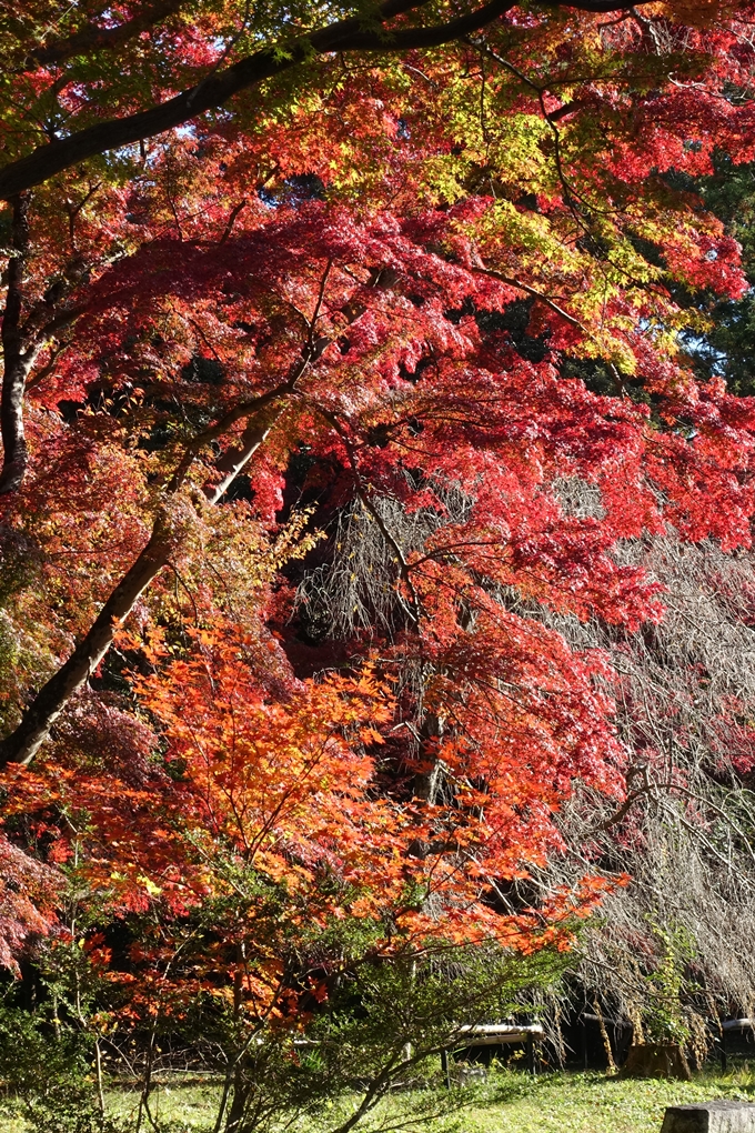 京都_紅葉情報_2019_14　曼殊院門跡　No31