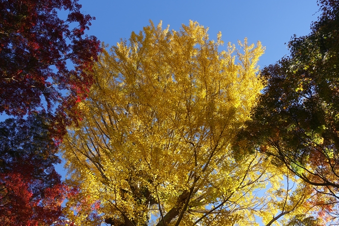 京都_紅葉情報_2019_14　曼殊院門跡　No32