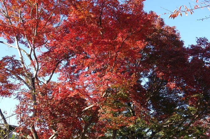 京都_紅葉情報_2019_14　曼殊院門跡　No35