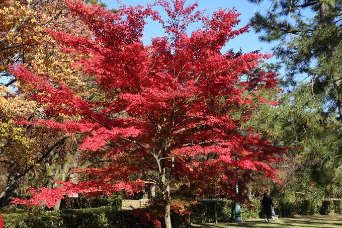 京都_紅葉情報_2019_15　京都御苑　No2