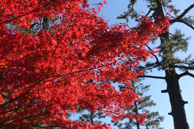 京都_紅葉情報_2019_15　京都御苑　No3