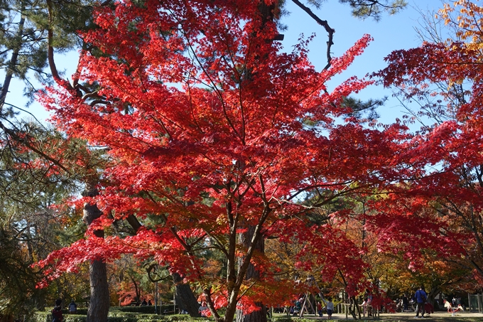 京都_紅葉情報_2019_15　京都御苑　No4