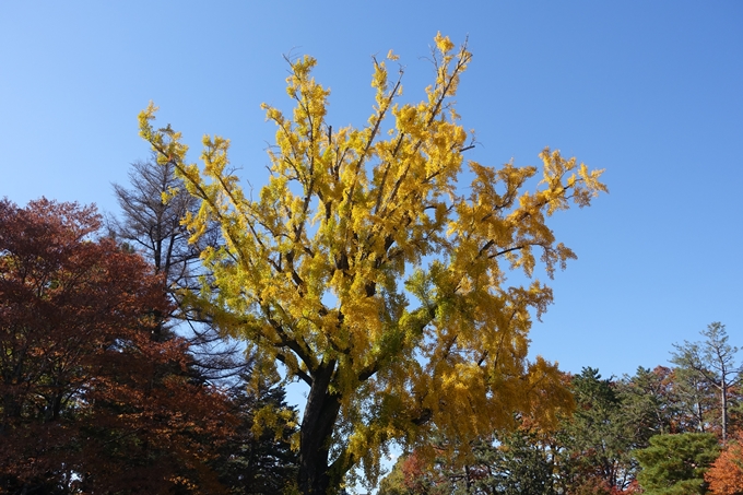 京都_紅葉情報_2019_15　京都御苑　No5