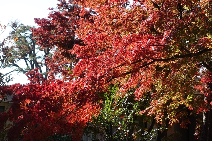 京都_紅葉情報_2019_15　京都御苑　No6