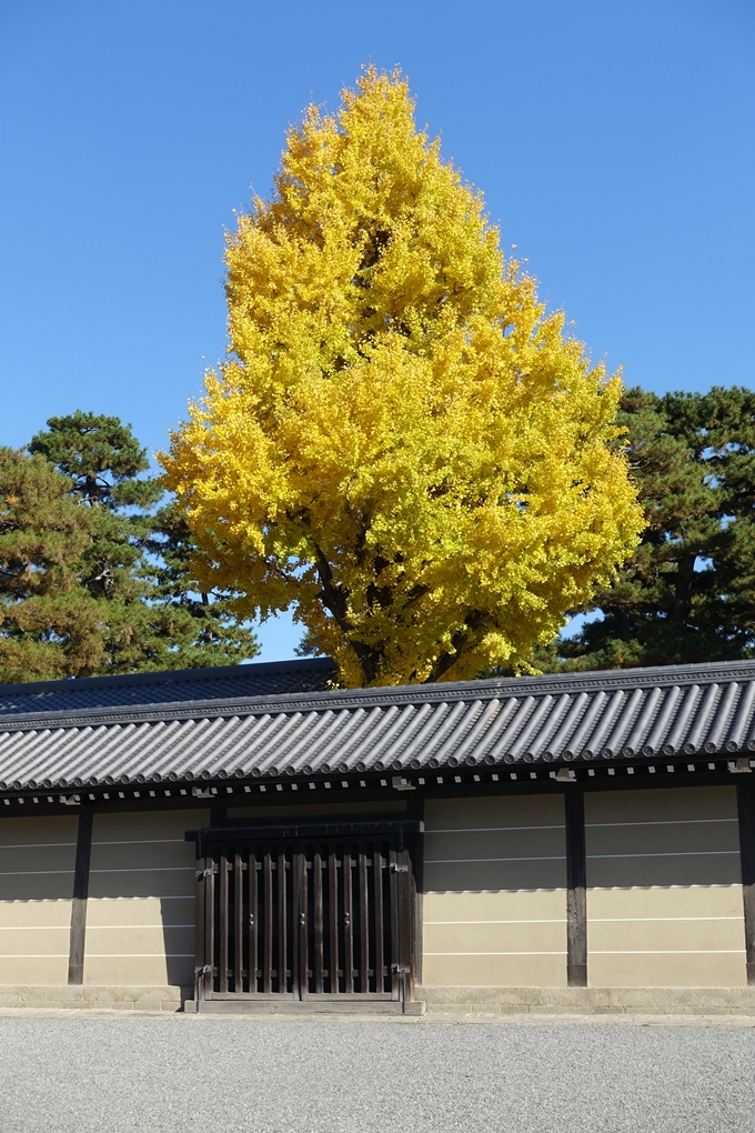 京都_紅葉情報_2019_15　京都御苑　No7