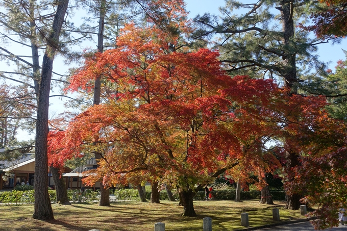 京都_紅葉情報_2019_15　京都御苑　No8