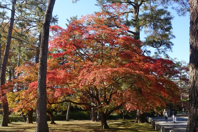 京都_紅葉情報_2019_15　京都御苑　No9