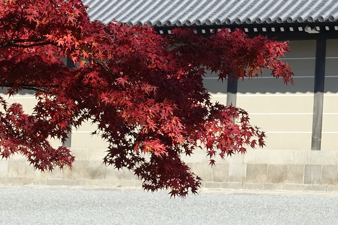 京都_紅葉情報_2019_15　京都御苑　No10