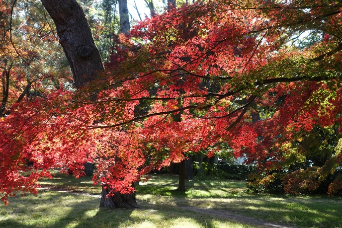 京都_紅葉情報_2019_15　京都御苑　No11