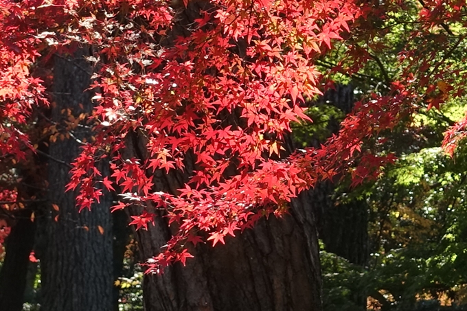 京都_紅葉情報_2019_15　京都御苑　No12