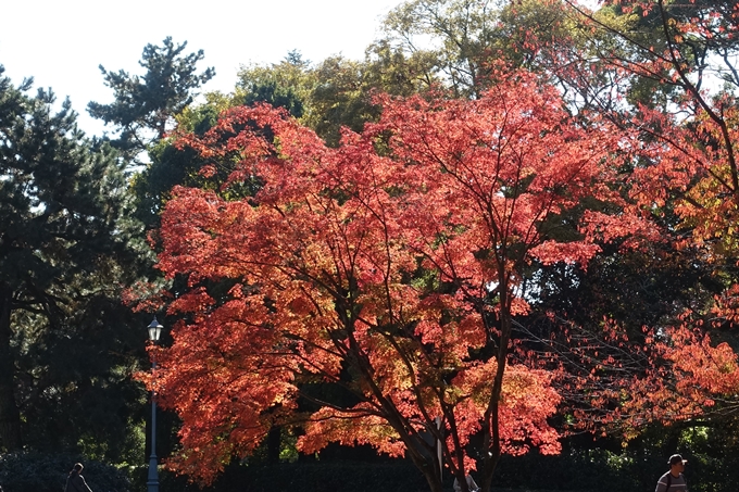 京都_紅葉情報_2019_15　京都御苑　No13