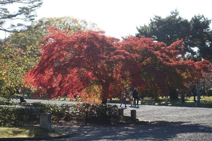 京都_紅葉情報_2019_15　京都御苑　No14