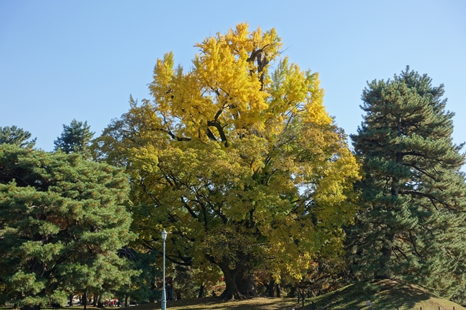 京都_紅葉情報_2019_15　京都御苑　No15