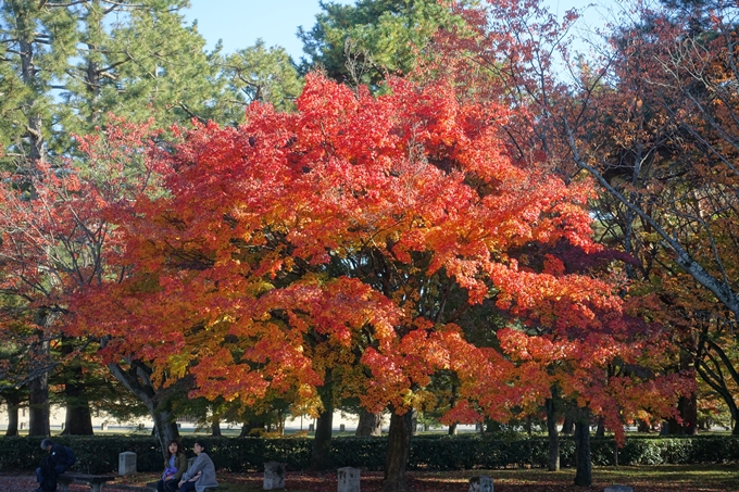 京都_紅葉情報_2019_15　京都御苑　No16