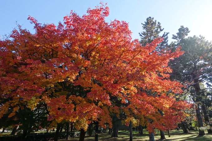 京都_紅葉情報_2019_15　京都御苑　No17