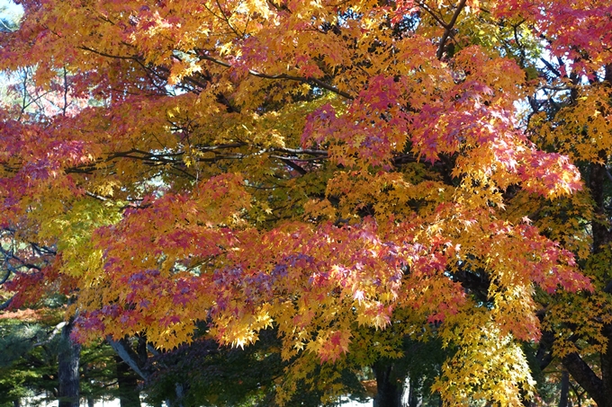 京都_紅葉情報_2019_15　京都御苑　No18