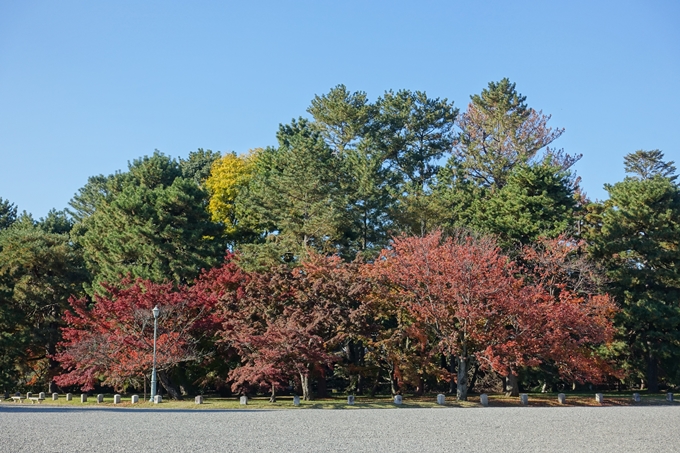 京都_紅葉情報_2019_15　京都御苑　No19