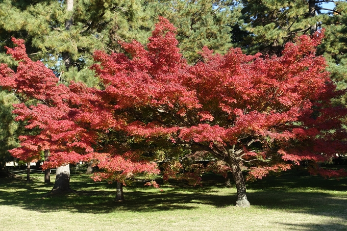 京都_紅葉情報_2019_15　京都御苑　No20