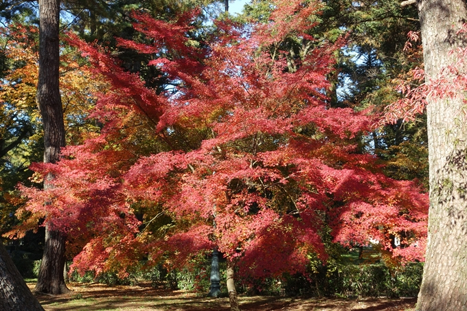 京都_紅葉情報_2019_15　京都御苑　No22