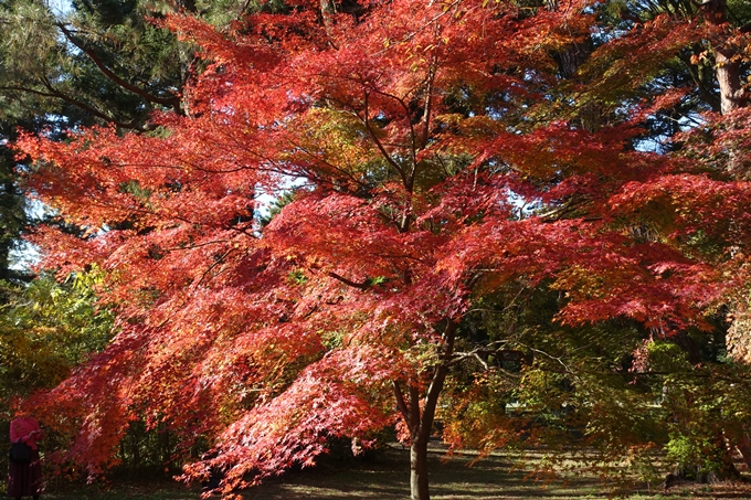 京都_紅葉情報_2019_15　京都御苑　No23