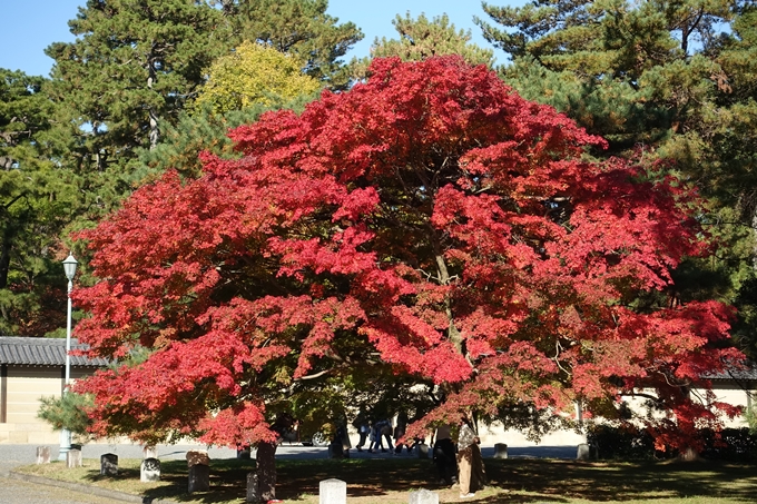 京都_紅葉情報_2019_15　京都御苑　No24