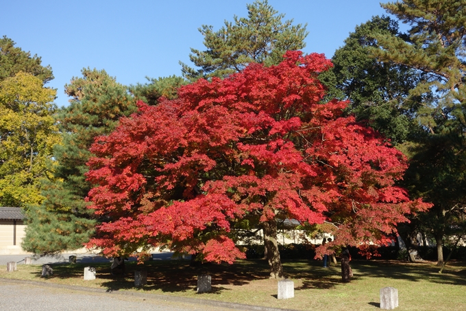 京都_紅葉情報_2019_15　京都御苑　No25