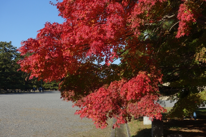 京都_紅葉情報_2019_15　京都御苑　No26