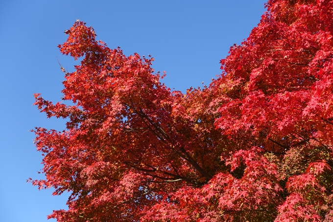 京都_紅葉情報_2019_15　京都御苑　No27