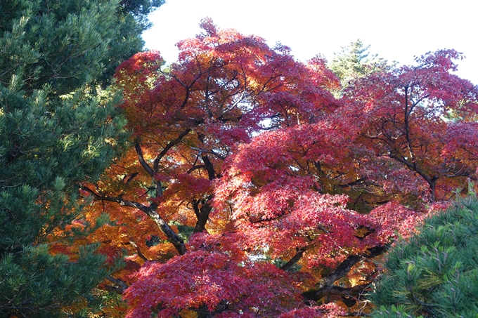 京都_紅葉情報_2019_15　京都御苑　No29